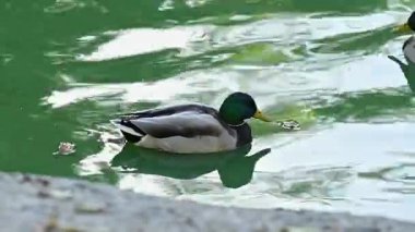 Dişi ve erkek yaban ördeği bir yaz günü gölette yüzerler.