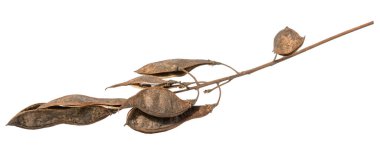 Kuru kahverengi tohumlu dallar, izole edilmiş arka plan, Robinia psödoacia