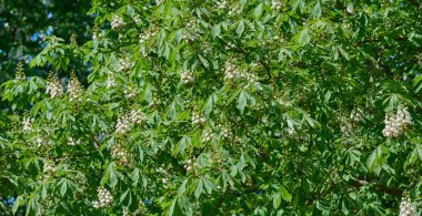 Çimenli yeşil At Kestane Ağacı Ekülüsü beyaz ve pembe çiçeklerle çiçek açmış. Yoğun yeşillik ve çiçeklerle dolu canlı bir bahar manzarası..