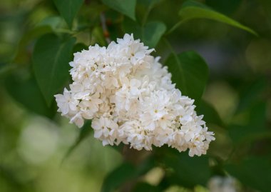 Bahar bahçesinde açan beyaz leylak çiçekleri. Narin çiçekleri ve yeşil yaprakları yakından çek.