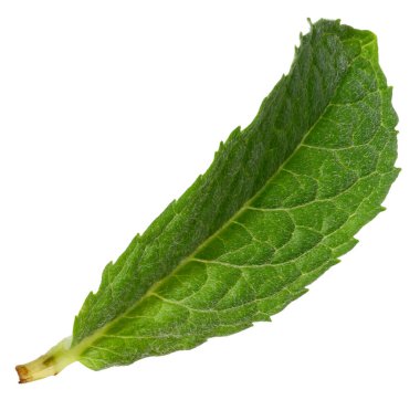 Yeşil nane yaprağı görünür damarlar, izole arkaplan