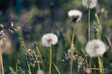 Birkaç tüylü karahindiba tohumu başları çimenler ve diğer bitkiler arasında ince gövde üzerinde. Yumuşak, dağınık ışık. Bulanık arkaplan.