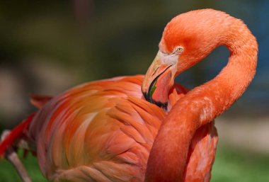 Canlı pembe flamingo bir bacağının üzerinde duruyor, boynu zarif bir şekilde kıvrılmış yemyeşil bir ortamda duruyor.