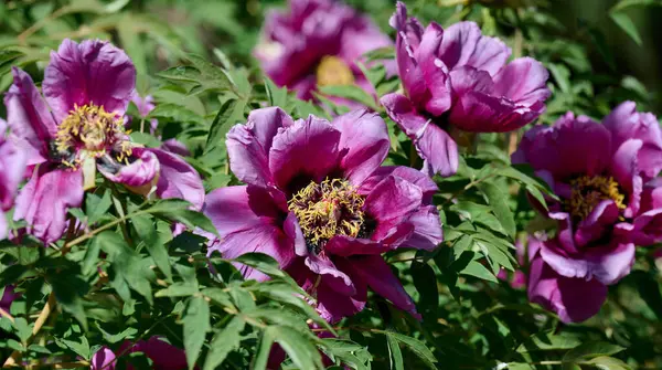Canlı sarı erkek çiçekleri ile gür mor şakayık çiçekleri, yoğun yeşil yapraklar arasında tam çiçek bir bahçe ayarı