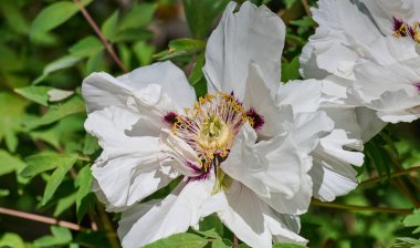 Canlı sarı erkek çiçekleri ile gür beyaz şakayık çiçekleri, yoğun yeşil yapraklar arasında tam çiçek bir bahçe ayarı