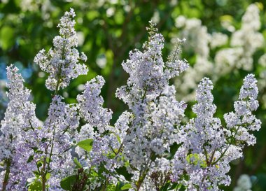 Mor ve açık mavi leylak çiçekleri. İlkbaharda açan şırınga vulgarisi.