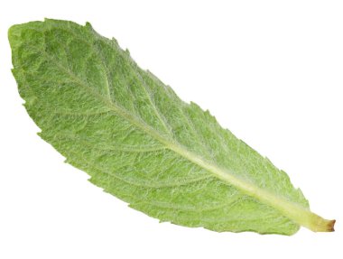 İzole edilmiş arka planda yeşil nane yaprağı