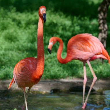Pembe flamingo yeşil çimlere karşı, güneşli bir günde