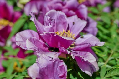 Canlı sarı erkek çiçekleri ile gür mor şakayık çiçekleri, yoğun yeşil yapraklar arasında tam çiçek bir bahçe ayarı