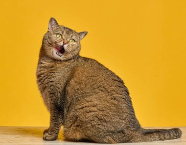 Kahverengi kürklü kedi sarı arka planda dudaklarını yalıyor. Kedinin gözleri sarı ve ağzı açık, pembe bir dil gösteriyor.