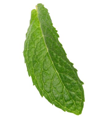 İzole edilmiş arka planda yeşil aromalı nane yaprağı