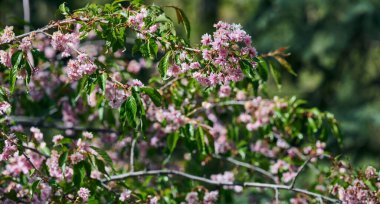 Yeşil yapraklı bir dalda narin pembe sakura çiçekleri. Yumuşak ışıkla güzel bir bahar sahnesi