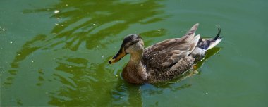 Dişi bir Mallard ördeği Anas platyrhynchos yeşil gölet suyunda sakince yüzer. Güneşli bir günde doğal ortamında vahşi yaşam kuşu