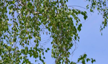Ağlayan bir huş ağacının yeşil yaprakları açık mavi gökyüzüne karşı Betula pendula. Taze bahar doğa sahnesi