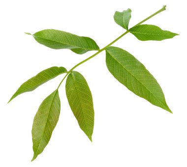 Tek yeşil ceviz yaprağı Juglans regia, izole bir arka plan.