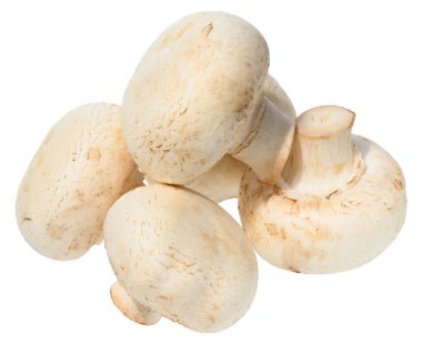 Beyaz arka planda birikmiş taze beyaz mantarlar. Yenilebilir Agaricus bisporus mantarına yakın çekim