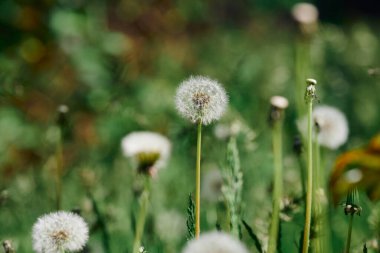 Birkaç tüylü karahindiba tohumu başları çimenler ve diğer bitkiler arasında ince gövde üzerinde. Yumuşak, dağınık ışık, yaklaş