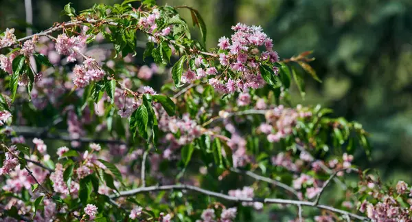 Yeşil yapraklı bir dalda narin pembe sakura çiçekleri. Yumuşak ışıkla güzel bir bahar sahnesi