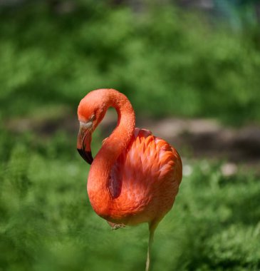 Canlı pembe flamingo bir bacağının üzerinde duruyor, boynu zarif bir şekilde kıvrılmış yemyeşil bir ortamda duruyor.