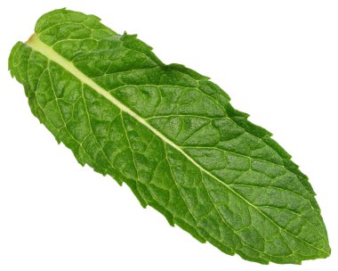 Yeşil nane yaprağı görünür damarlar, izole arkaplan, kapat