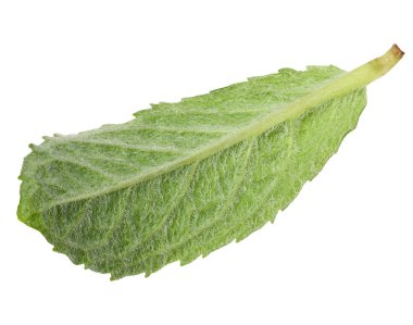 İzole edilmiş arkaplanda yeşil nane yaprağının arka tarafı, kapat