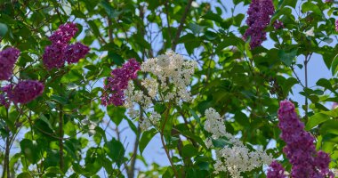İlkbaharda açan mor ve beyaz leylak çiçekleri şırınga vulgarisi kümeleri.