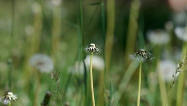 Birkaç tüylü karahindiba tohumu başları çimenler ve diğer bitkiler arasında ince gövde üzerinde. Yumuşak, dağınık ışık