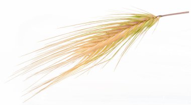 Açık yeşil ve sarı tilki kuyruklu çim tohumu başı, yaygın bir ot, uzun, narin tenteleri ve izole bir arka planı var.