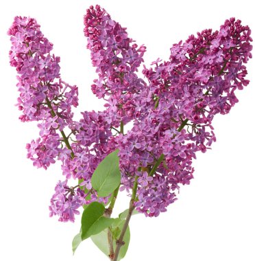 Yeşil yapraklı mor leylak çiçekleri, izole bir arka plan.