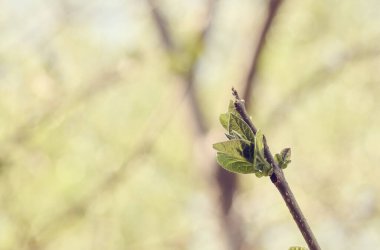 Gelişmekte olan yeşil tomurcuklar ve genç yapraklarla ağaç dalını kapatarak baharın ya da yeni büyümenin geldiğini, yumuşak, bulanık arkaplanı simgeliyor.