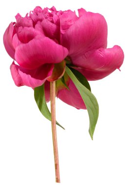 Ayrılmış arkaplanda çiçek açan kırmızı şakayık tomurcuğu