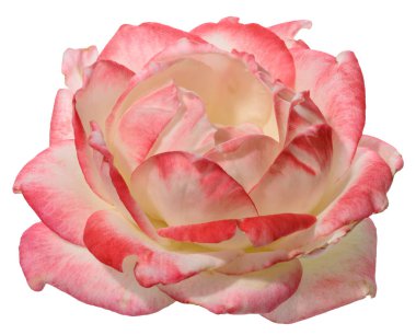 Açık bir gül çiçeğinin tepesine yakın çekim pembe kenarlı ve taç yapraklarına kremsi bir merkez, yukarıdan çekilmiş.