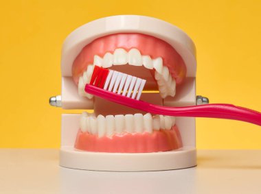 Parlak sarı arkaplanda üst ve alt dişler arasına yerleştirilmiş kırmızı diş fırçalı insan çenesi modeliName