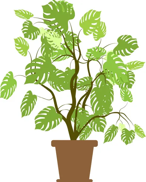 Kahverengi bir tencerede kapalı bir canavar bitkisi, dalları ve izole edilmiş arka planda parlak yeşil yaprakları var.