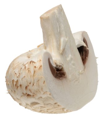 Beyaz şapkalı, izole edilmiş, yarı taze şampiyon mantarı kes..