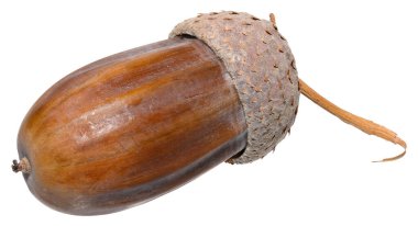 Olgun kahverengi bir palamutun yakın plan çekimi. Karakteristik kulpu ve küçük sapı var. Palamutun pürüzsüz, parlak bir yüzeyi ve izole bir geçmişi var..