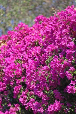 Fransız Rivierası 'ndaki Saint-Jean-Cap-Ferrat yarımadasında açmakta olan Bougainvillea