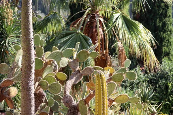 stock image Saint-Jean-Cap-Ferrat, France - July 29, 2021: Gardens of Villa Ephrussi Rothschild on the Saint-Jean-Cap-Ferrat peninsula on the French Riviera