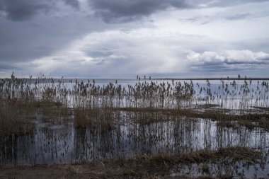 Winter landscape in the Leningrad region, Russian winter, near St. Petersburg