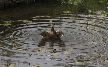 Duck in the pond beats the water with its wings