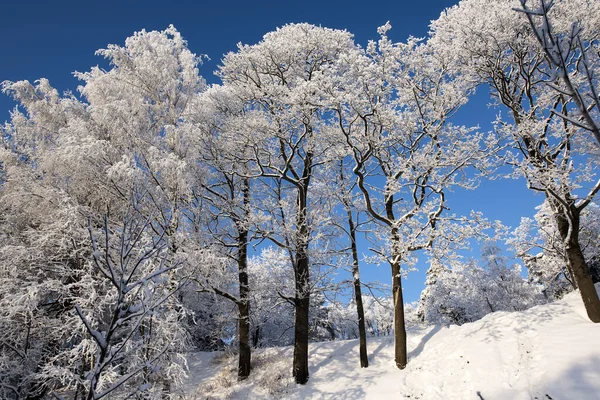 Winter landscape of snow-covered trees in hoarfrost, northern Russia