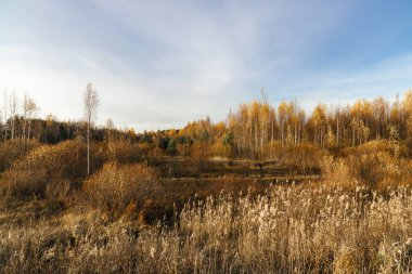 Autumn landscape on a sunny day, on the lake. Priyutino, Leningrad Region, Northwest Russia