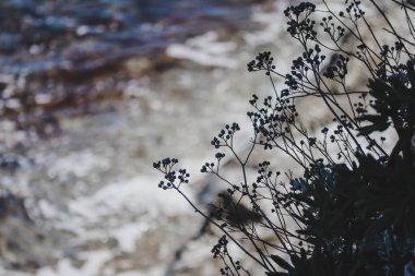 Fransa 'nın güneyindeki Saint Jean Cap Ferrat yarımadasında Akdeniz' in arka planına karşı küçük çiçek silueti.