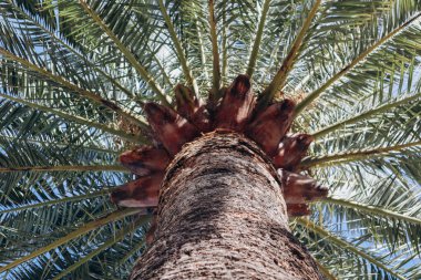 Hurma dalının altı, budaklı ve sarkık.