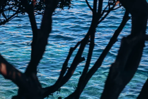 Mediterranean Sea Seen Unfocused Tree Trunks French Riviera — Stock Photo, Image