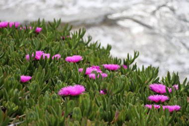 Akdeniz kıyısında, Cap d 'Ail kasabası yakınlarında bulunan pembe çiçekler (Carpobrotus).