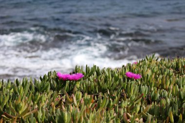 Akdeniz kıyısında, Cap d 'Ail kasabası yakınlarında bulunan pembe çiçekler (Carpobrotus).