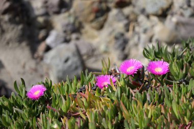 Akdeniz kıyısında, Cap d 'Ail kasabası yakınlarında bulunan pembe çiçekler (Carpobrotus).