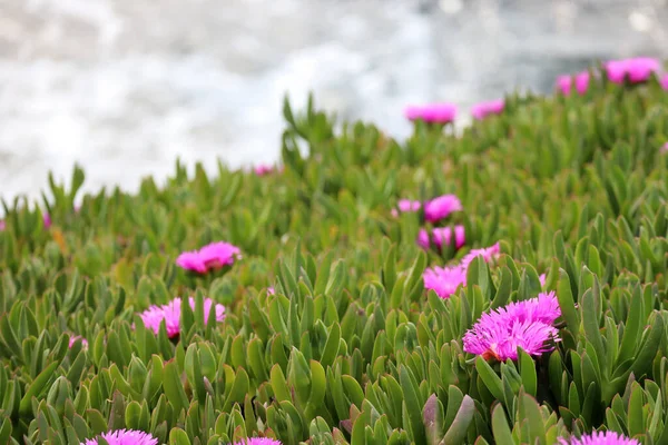 Różowe Kwiaty Carpobrotus Brzegu Morza Śródziemnego Pobliżu Miasta Cap Ail — Zdjęcie stockowe