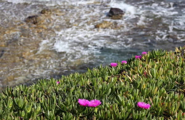 Pink Flowers Carpobrotus Shore Mediterranean Sea Town Cap Ail — Stock Photo, Image